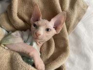 ochstin hairless short sleeved comfortable peterbald cats logo