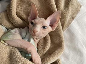 img 4 attached to OCHSTIN Hairless Short Sleeved Comfortable Peterbald Cats