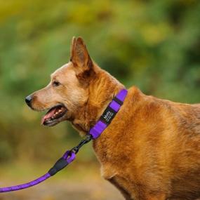 img 3 attached to Taglory Personalized Dog Collars, Engraved Metal Buckle With Name And Phone Number, Custom Reflective Dog Collar For Large Dogs, Purple