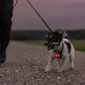 img 1 attached to 🐶 Frienda 4-Pack LED Dog Collar ID Tags: Waterproof, Glow in The Dark, Pet Safety Lights for Night Walking & Camping