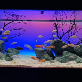 img 1 attached to 🐠 Enhance Your Aquatic Experience with CURRENT USA Serene Aquarium Kit: LED Lights, Wireless Remote & Speakers Included