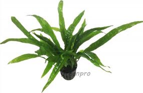 img 1 attached to Hardy Leaf Black Forest Asian Java Fern Potted Live Water Aquatic Aquarium Plants For Freshwater Fish Tank By Greenpro Microsorum Pteropus