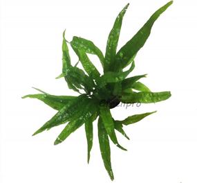 img 2 attached to Hardy Leaf Black Forest Asian Java Fern Potted Live Water Aquatic Aquarium Plants For Freshwater Fish Tank By Greenpro Microsorum Pteropus