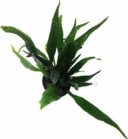 img 3 attached to Hardy Leaf Black Forest Asian Java Fern Potted Live Water Aquatic Aquarium Plants For Freshwater Fish Tank By Greenpro Microsorum Pteropus