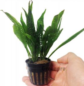 img 4 attached to Hardy Leaf Black Forest Asian Java Fern Potted Live Water Aquatic Aquarium Plants For Freshwater Fish Tank By Greenpro Microsorum Pteropus