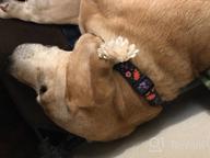 img 1 attached to Stylish And Adjustable Floral Dog Collar In Pink For Small, Medium, And Large Dogs By CollarDirect review by Dwayne Quarles