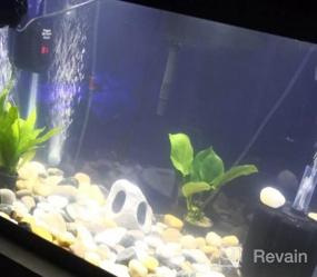 img 6 attached to Add Vibrance To Your Aquarium With Greenpro Anubias Barteri Live Plants