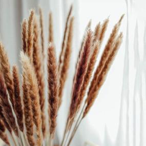 img 1 attached to Add A Touch Of Rustic Charm With EZDC'S 30 Stems Natural Dried Pampas Grass For Boho Home Decor And Plant Room Accents