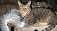 картинка 1 прикреплена к отзыву Luxury Cardboard Cat Scratcher Bed - Sofa Shape Scratcher For Indoor Cats With Catnip And Lounge Area от Ricky Brooks