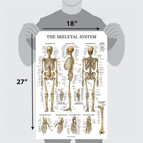 img 3 attached to 🔬 Laminated Respiratory Circulatory Science Education Pack: Anatomical Visual Aid for Effective Learning