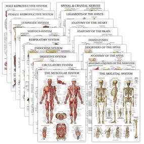 img 4 attached to 🔬 Laminated Respiratory Circulatory Science Education Pack: Anatomical Visual Aid for Effective Learning