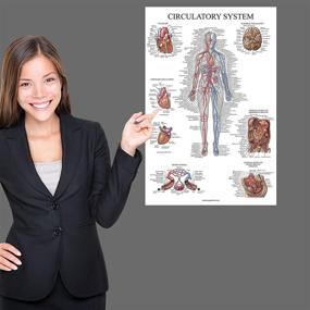 img 1 attached to 🔬 Laminated Respiratory Circulatory Science Education Pack: Anatomical Visual Aid for Effective Learning