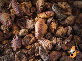 img 1 attached to 🐛 Nutrient-Rich 11lb Chubby Dried Silkworm Pupae for Koi, Fish, Reptiles & Terrapin 11lbs