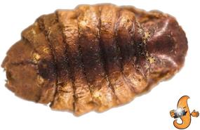 img 3 attached to 🐛 Nutrient-Rich 11lb Chubby Dried Silkworm Pupae for Koi, Fish, Reptiles & Terrapin 11lbs