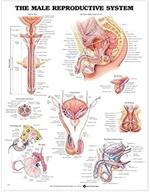 male reproductive system anatomical chart logo