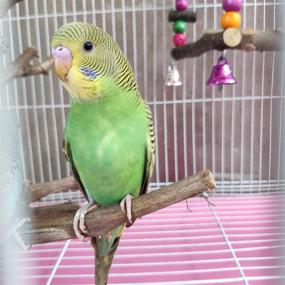 img 2 attached to 🐦 OSWINMART 2Pcs Natural Raw Grape Branch Bird Perches - Ideal Paw Climbing & Chewing Stand for Parrot Cages - Safe & Odorless Parakeet Toy