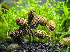 img 3 attached to 🐠 Aquatic Arts 50 Alder Cones: Premium Shrimp Aquarium Decorations with pH Reducing & Water Buffering Properties - Essential Freshwater Fish Tank Supplies/Accessories