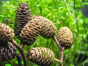 img 1 attached to 🐠 Aquatic Arts 50 Alder Cones: Premium Shrimp Aquarium Decorations with pH Reducing & Water Buffering Properties - Essential Freshwater Fish Tank Supplies/Accessories