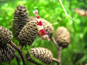 img 4 attached to 🐠 Aquatic Arts 50 Alder Cones: Premium Shrimp Aquarium Decorations with pH Reducing & Water Buffering Properties - Essential Freshwater Fish Tank Supplies/Accessories