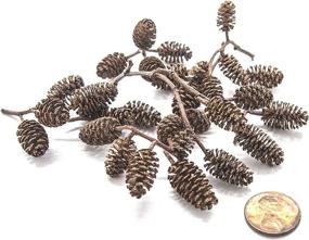 img 2 attached to 🐠 Aquatic Arts 50 Alder Cones: Premium Shrimp Aquarium Decorations with pH Reducing & Water Buffering Properties - Essential Freshwater Fish Tank Supplies/Accessories