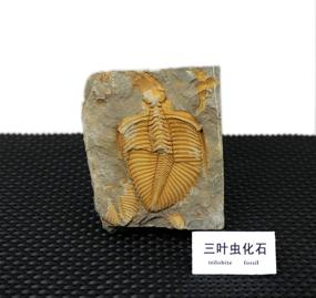 img 1 attached to Sunny Hill Chinese Xiangxi Trilobite