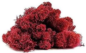 img 4 attached to 🌿 Vibrant Reindeer Moss Preserved - 2 Ounces of Red Moss for Fairy Gardens and Terrariums, Ideal for Crafts & Floral Projects - Includes Free Nautical eBook by Joseph Rains