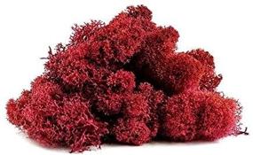 img 2 attached to 🌿 Vibrant Reindeer Moss Preserved - 2 Ounces of Red Moss for Fairy Gardens and Terrariums, Ideal for Crafts & Floral Projects - Includes Free Nautical eBook by Joseph Rains