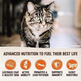 img 1 attached to Wellness CORE Grain Free Dry Cat Food: Turbocharge Your Cat's Health with High Protein Turkey and Duck Recipe, Made in USA, Natural, Adult, Packed with Vitamins and Minerals for Healthy Skin and Coat - Fish Free and Filler Free!