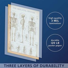 img 2 attached to Vintage Skeletal System Anatomical Chart