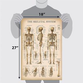 img 3 attached to Vintage Skeletal System Anatomical Chart