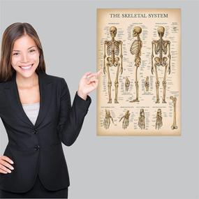img 1 attached to Vintage Skeletal System Anatomical Chart