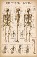 vintage skeletal system anatomical chart logo