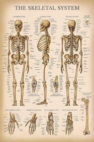img 4 attached to Vintage Skeletal System Anatomical Chart