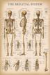 vintage skeletal system anatomical chart logo