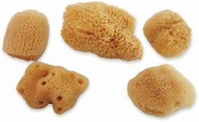 img 3 attached to 🦀 Constantia Pets Hermit Crab Real Sea Sponges - 5 Pack | Unbleached, Nutrient-rich, Enhances Drinking Safety, and Maintains Optimal Habitat Tank Humidity