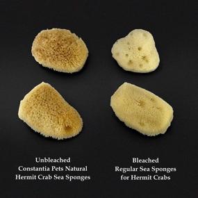 img 2 attached to 🦀 Constantia Pets Hermit Crab Real Sea Sponges - 5 Pack | Unbleached, Nutrient-rich, Enhances Drinking Safety, and Maintains Optimal Habitat Tank Humidity