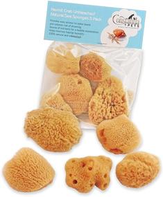 img 4 attached to 🦀 Constantia Pets Hermit Crab Real Sea Sponges - 5 Pack | Unbleached, Nutrient-rich, Enhances Drinking Safety, and Maintains Optimal Habitat Tank Humidity