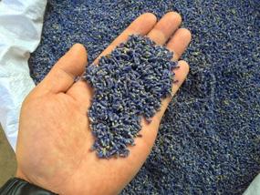 img 3 attached to 🌸 Purchase Wholesale Ultra Blue Grade Organic Dried Lavender Buds: TooGet Fragrant Flowers - 1 Pound