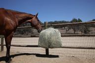 🐎 mesh net slow horse feeder - full day feeding solution, holds 30 lbs/4 flakes of hay, promotes calm and reduces equine feeding anxiety and behavioral issues logo