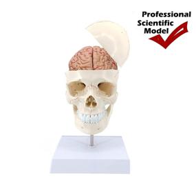 img 3 attached to Altratech Life Size Professional Anatomical Model - Detachable