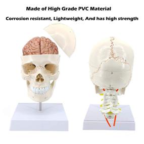 img 2 attached to Altratech Life Size Professional Anatomical Model - Detachable