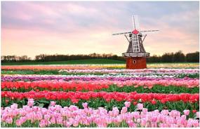 img 4 attached to 🌷 Vibrant Tulip Flower Diamond Painting Kit - Full Drill 5D Diamond Art for All Ages - Perfect Beginner Gift, Home Wall Décor - 12x16 inch