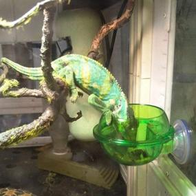 img 2 attached to Gecko Lizard Chameleon Reptile Feeder - Suction Cup Food Bowl for Anti-Escape, Chameleon Bowl, Live Worm Fodder Container, Worm Feeding Bowl - Accessories & Supplies for Reptiles