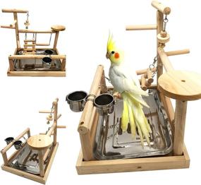 img 4 attached to 🦜 Borangs Parrots Playstand: A Perfect Bird Playground for Electus, Cockatoo, Parakeet, Conure, and Cockatiel Cage Accessories
