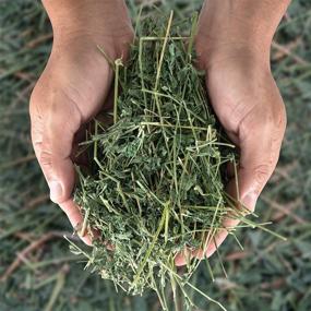 img 2 attached to 🥦 Premium Dried Alfalfa Hay: Ideal Nutritious Feed for Rabbits, Guinea Pigs, Chinchillas, and Ferrets - High Protein and Fiber Content - Healthy Small Animal Diet