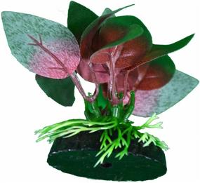 img 3 attached to 🌿 Enhance Your Betta Fish's Habitat with Blue Spotted Betta Plant featuring Vibrant Red Anubias Leaf
