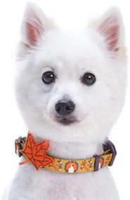 img 2 attached to Vibrant and Festive: Blueberry Pet 10 🎃 Patterns Fall Halloween Thanksgiving Dog Collars and Collar Covers