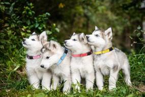 img 3 attached to 🐶 12 Piece Puppy Collars for Litter Identification - Whelping ID Collars with Safety Buckle - Soft Nylon Breakaway Collars - Includes 6 Record Keeping Charts
