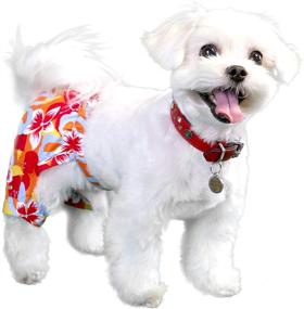 img 3 attached to 🐶 Pooch Outfitters: Premium Dog Swim Trunks & Bikinis - Stylish Canine Swimwear and Beach Apparel for Small, Medium, Large Dogs