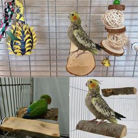 img 1 attached to 🐦 Tfwadmx Parrot Perch for Cage: 2 Pack Bird Stand Platform for Parakeet, Cockatiel, Lovebird, Finches, Conure, Budgie - Natural Wood Playground Accessories